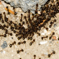 colony of ants moving food to an anthole
