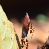 collaboration and communication of ants moving a leaf to an anthole