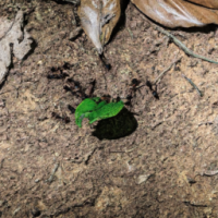 collaboration and communication of ants moving a leaf through a soil littered forest to an anthole